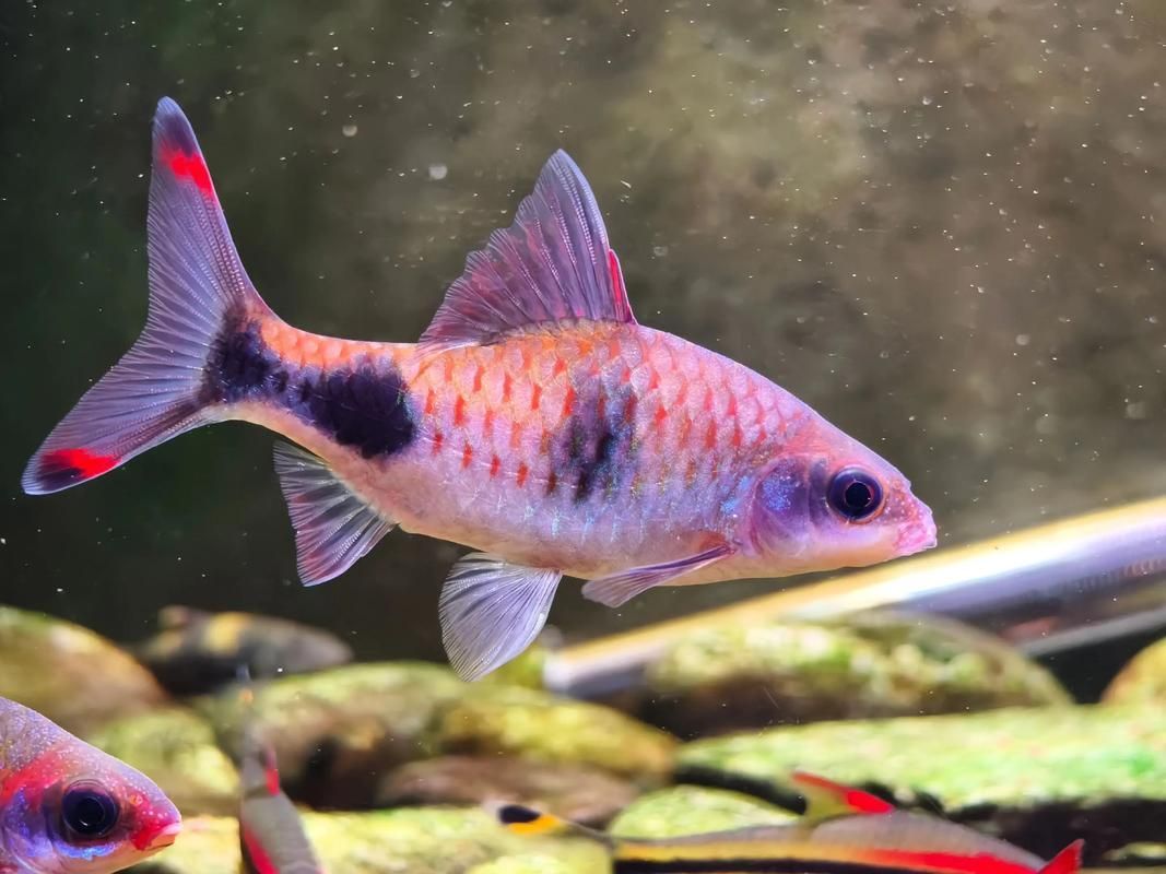 黑影道人魚繁殖方法 龍魚百科 第4張 黑影道人魚繁殖方法 黑影道人魚繁殖方法 龍魚百科 第4張