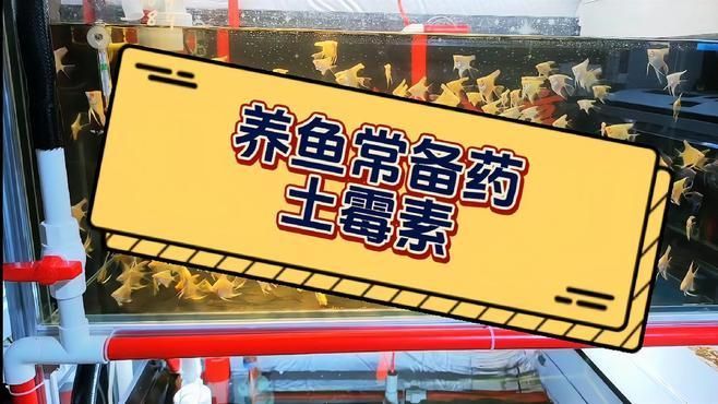 土霉素對龍魚有哪些治療作用，土霉素對龍魚治療有什么作用？ 土霉素對龍魚有哪些治療作用，土霉素對龍魚治療有什么作用？ 龍魚百科