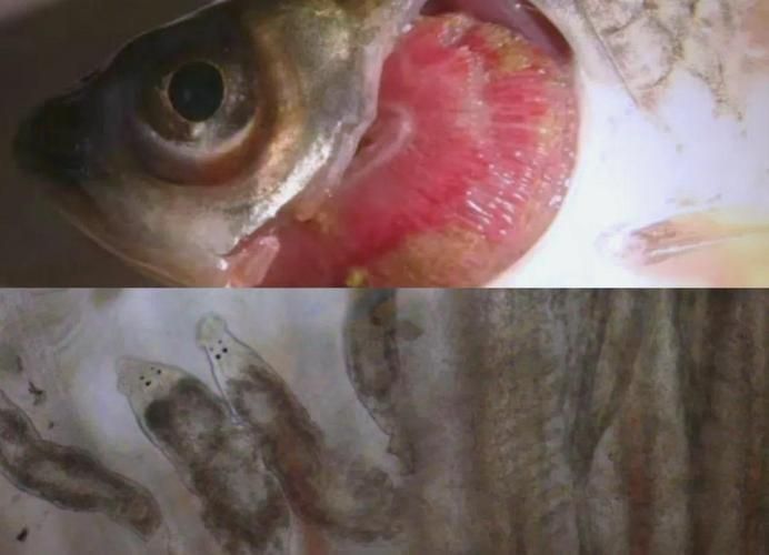 魚爛鰓病如何治療有效