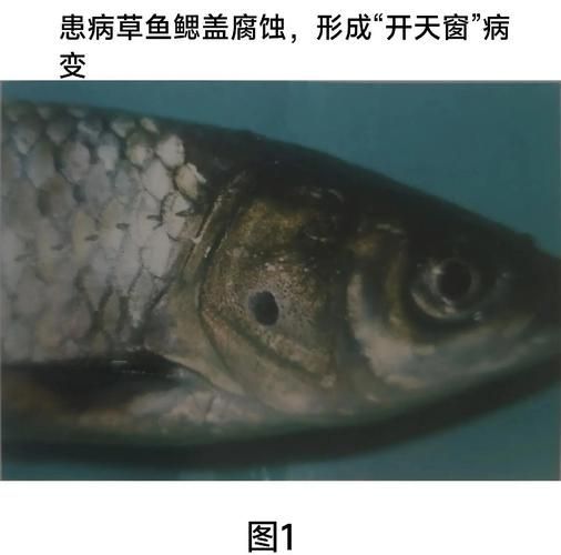 魚爛鰓病如何治療有效