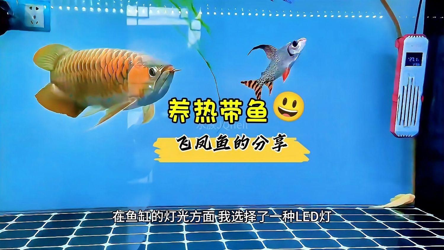 飛鳳魚，養熱帶魚飛鳳魚的分享水族jqneil水族jqneil