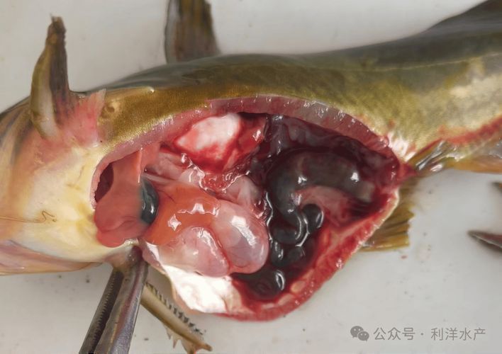 粗線銀板魚腸炎如何治療?,粗線銀板魚腸炎治療 龍魚百科 第4張 粗線銀板魚腸炎如何治療?,粗線銀板魚腸炎治療 粗線銀板魚腸炎如何治療?,粗線銀板魚腸炎治療 龍魚百科 第4張