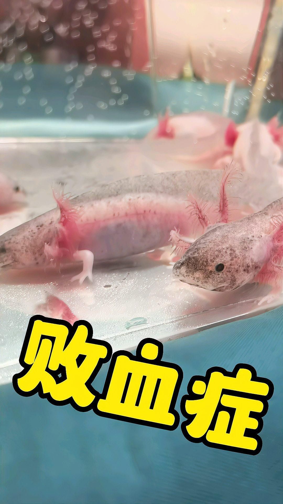 如何判斷六角恐龍是否生病，六角恐龍是否生病通常需要觀察其行為和生理特征 如何判斷六角恐龍是否生病，六角恐龍是否生病通常需要觀察其行為和生理特征 龍魚百科 第3張