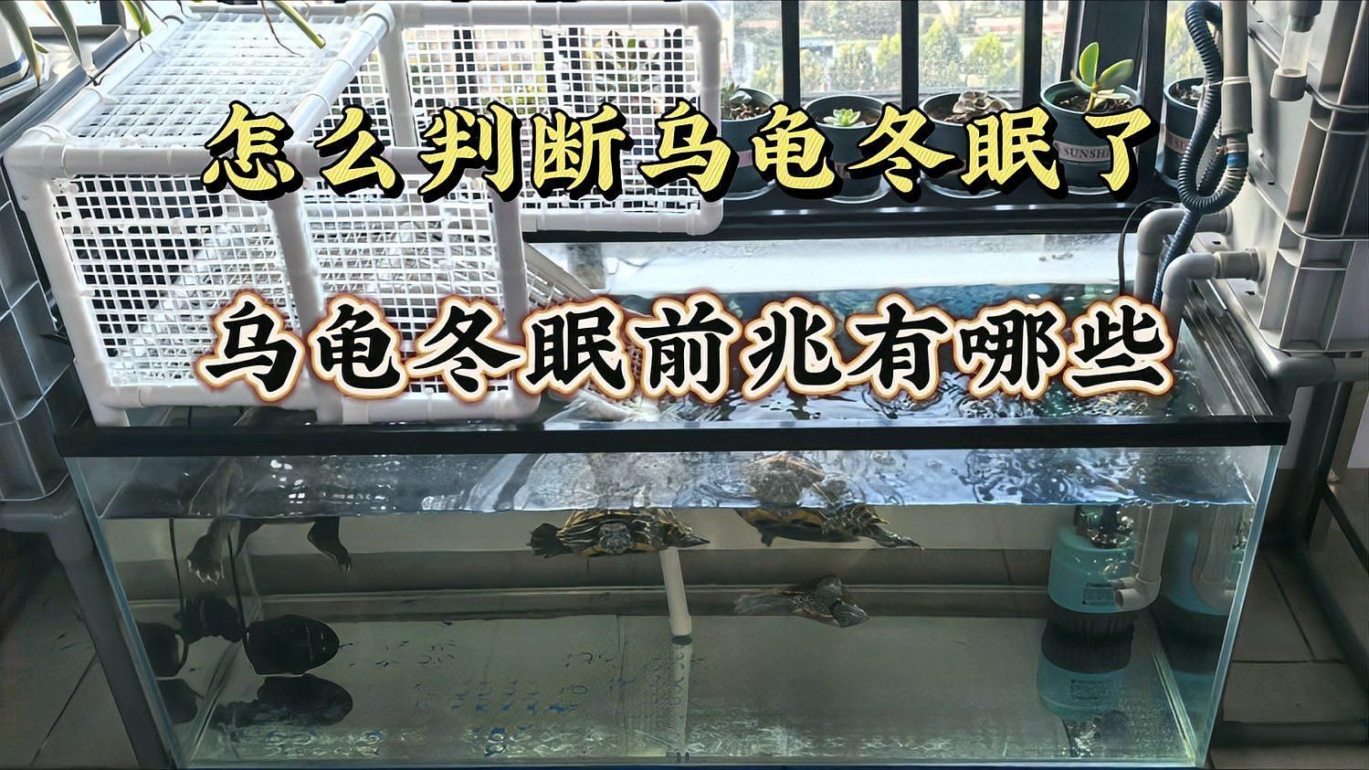 如何判斷烏龜是否需要冬眠，烏龜冬眠前這些癥狀你知道嗎 如何判斷烏龜是否需要冬眠，烏龜冬眠前這些癥狀你知道嗎 龍魚百科 第2張