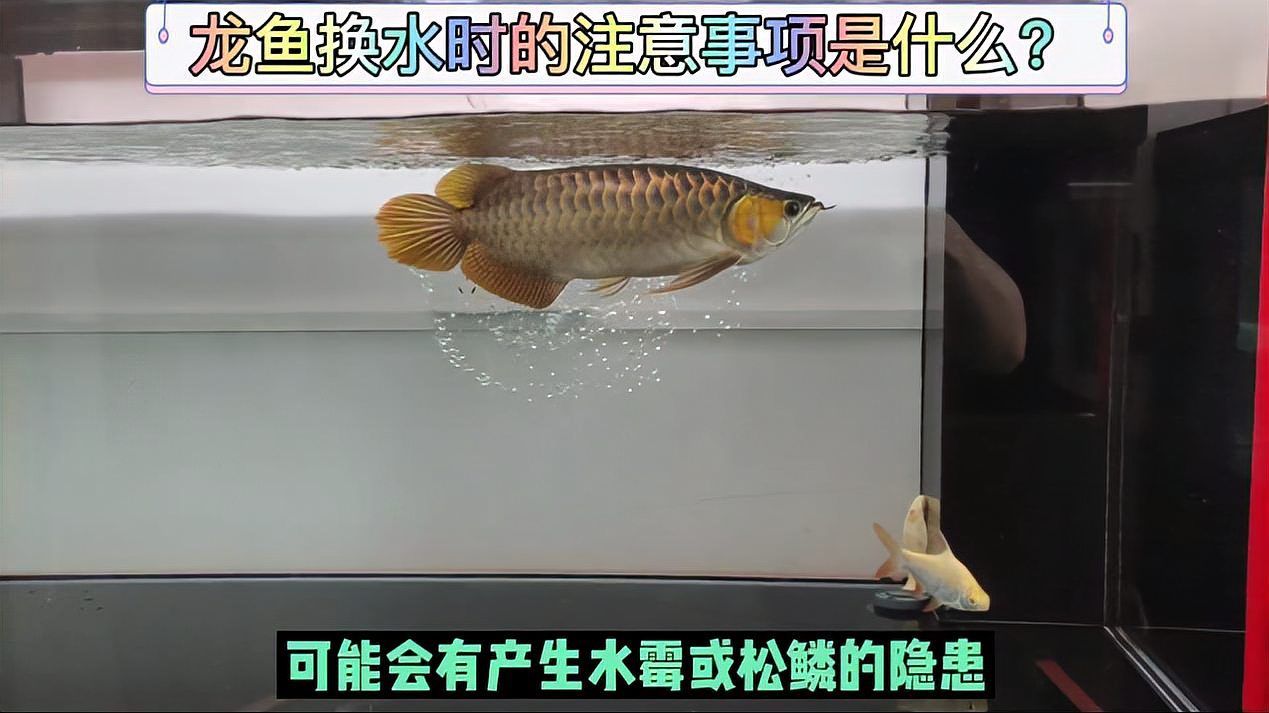 龍魚需要多久換一次水？，怎么給龍魚換水 龍魚需要多久換一次水？，怎么給龍魚換水 龍魚百科 第3張