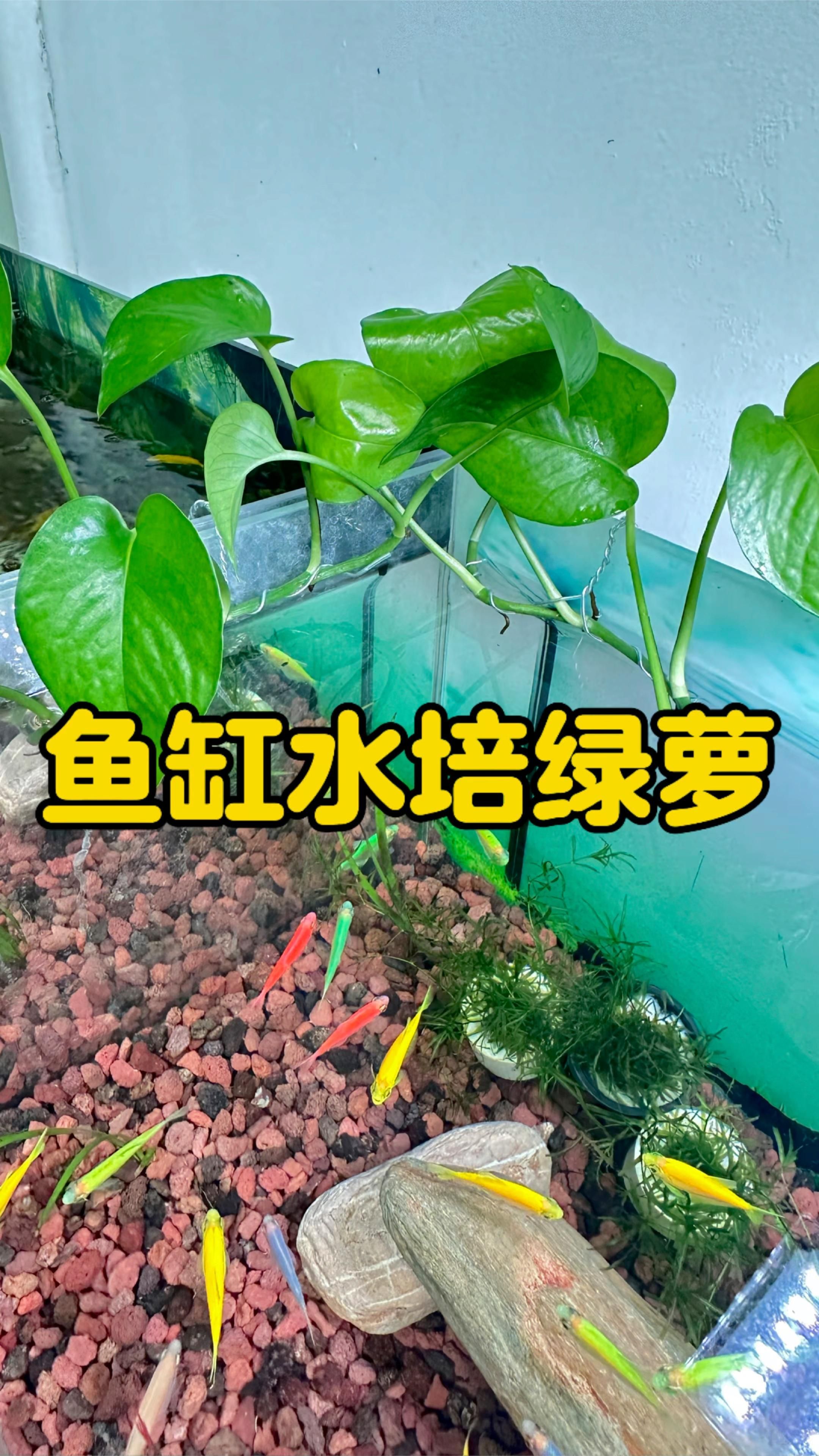 詳解魚缸周圍植物的養(yǎng)護方法，魚缸周圍植物養(yǎng)護指南