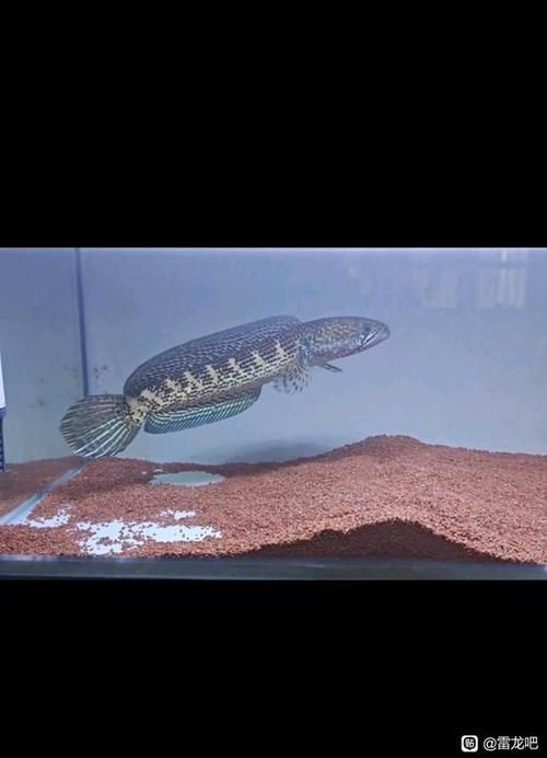 如何辨別黃金眼鏡蛇雷龍魚的品相?,如何挑選一條極品黃金眼鏡蛇雷龍魚 龍魚百科 第12張 如何辨別黃金眼鏡蛇雷龍魚的品相?,如何挑選一條極品黃金眼鏡蛇雷龍魚 如何辨別黃金眼鏡蛇雷龍魚的品相?,如何挑選一條極品黃金眼鏡蛇雷龍魚 龍魚百科 第12張