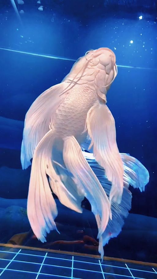 給我一些蝴蝶鯉的圖片，蝴蝶鯉的養(yǎng)殖方法 給我一些蝴蝶鯉的圖片，蝴蝶鯉的養(yǎng)殖方法 龍魚(yú)百科 第11張