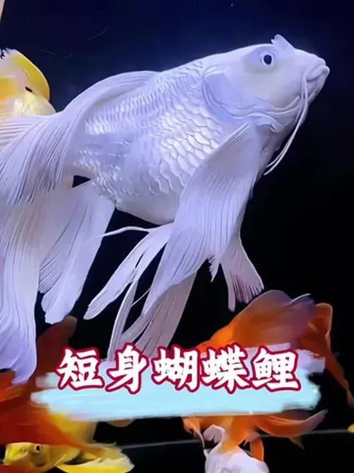 給我一些蝴蝶鯉的圖片，蝴蝶鯉的養(yǎng)殖方法 給我一些蝴蝶鯉的圖片，蝴蝶鯉的養(yǎng)殖方法 龍魚(yú)百科 第8張