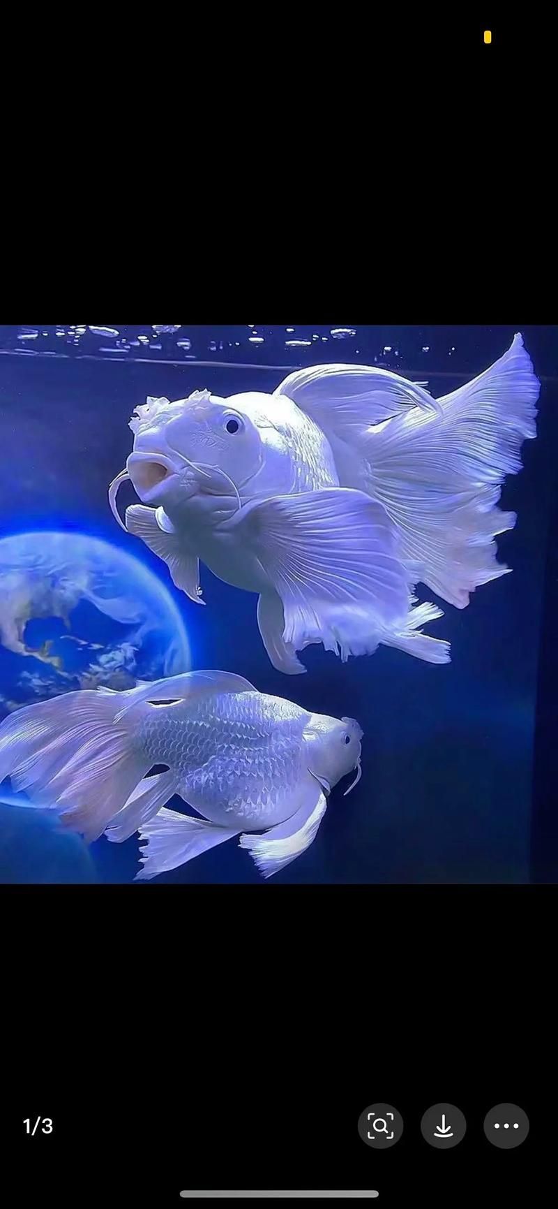 給我一些蝴蝶鯉的圖片，蝴蝶鯉的養(yǎng)殖方法 給我一些蝴蝶鯉的圖片，蝴蝶鯉的養(yǎng)殖方法 龍魚(yú)百科 第2張