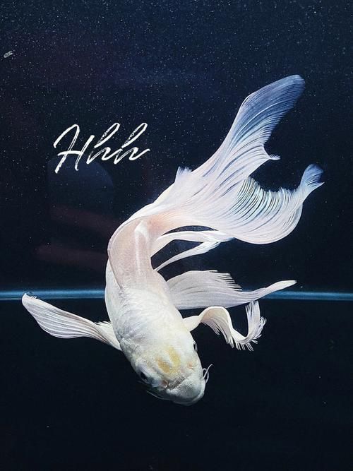 給我一些蝴蝶鯉的圖片，蝴蝶鯉的養(yǎng)殖方法 給我一些蝴蝶鯉的圖片，蝴蝶鯉的養(yǎng)殖方法 龍魚(yú)百科 第14張