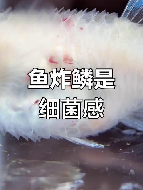 如何預防魚炸鱗病的發生