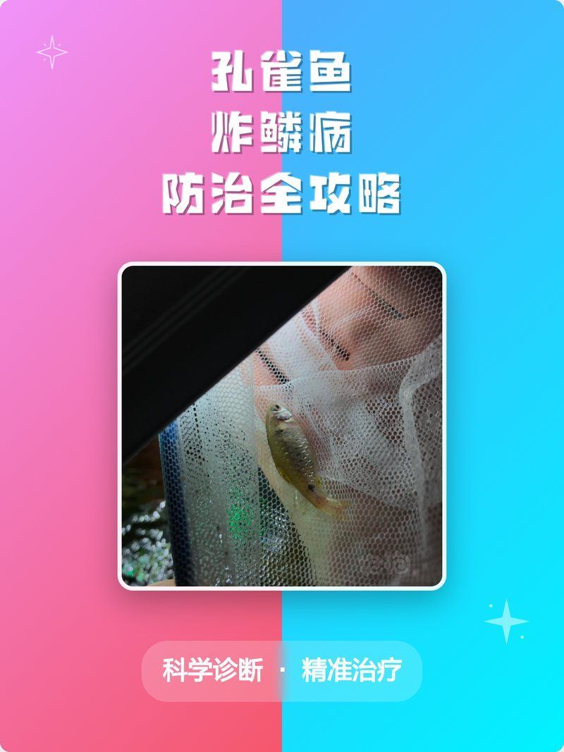 如何預防魚炸鱗病的發生