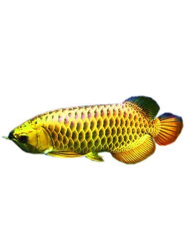 高背金龍魚有哪些品相等級？