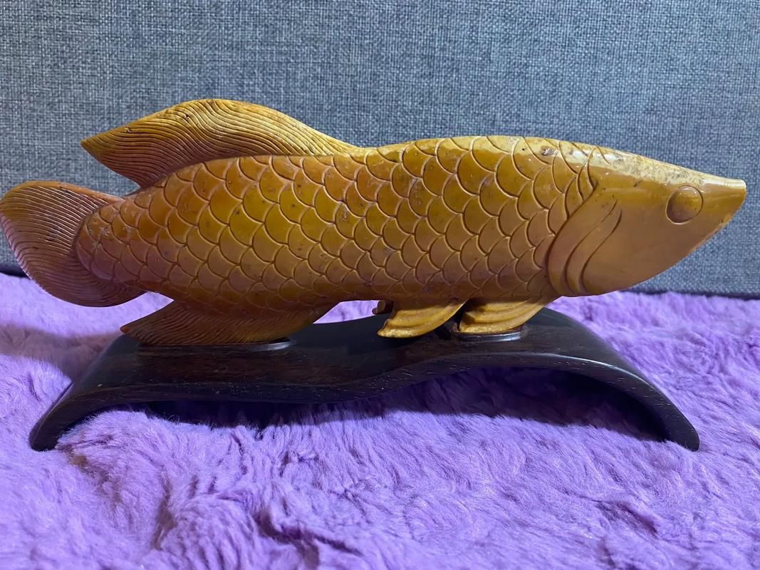 能提供更多雕刻金龍魚的圖片嗎，招財貓魚和羅漢魚哪個更耐養？