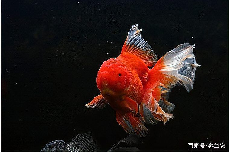 如何判斷魚類是否處于混養狀態