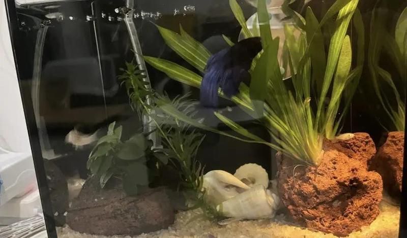 如何判斷魚類是否處于混養狀態