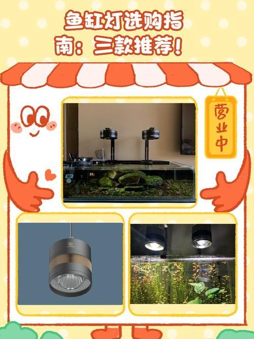 龍魚缸燈多久換一次合適，如何判斷紅龍魚苗是否健康？