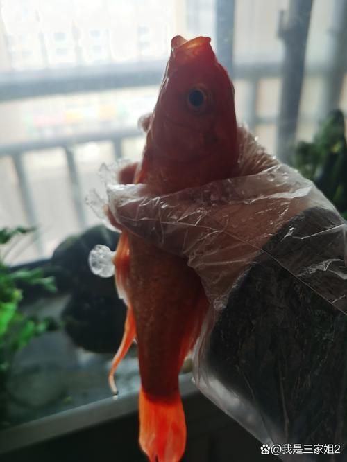 魚沉尾最忌三種東西是什么，魚沉尾最忌三種東西應對策略,魚沉尾最忌三種東西
