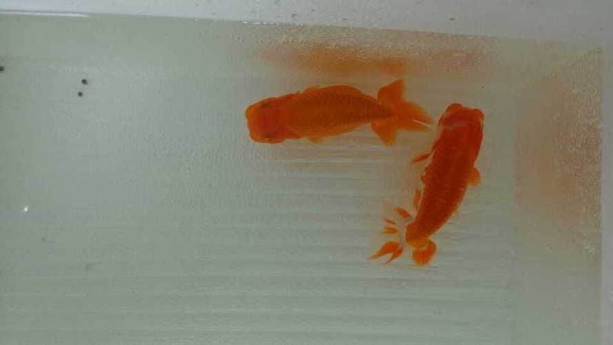 魚沉尾最忌三種東西是什么，魚沉尾最忌三種東西應對策略,魚沉尾最忌三種東西