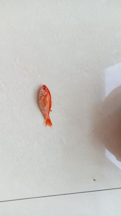 魚沉尾最忌三種東西是什么，魚沉尾最忌三種東西應對策略,魚沉尾最忌三種東西