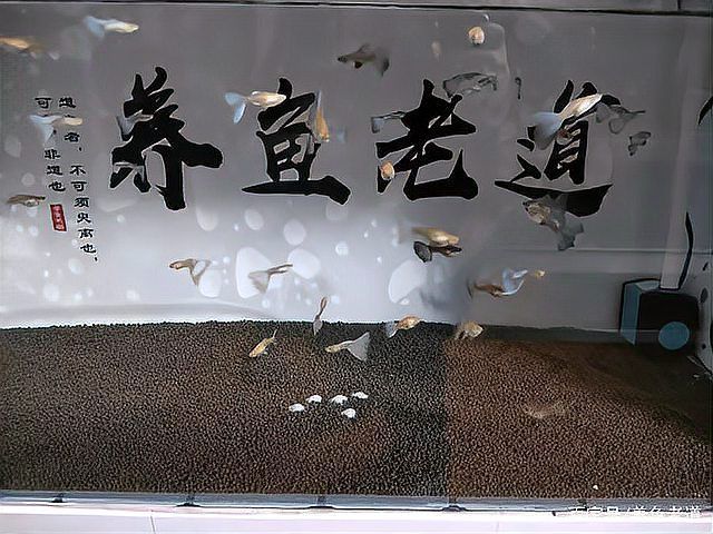 魚沉尾最忌三種東西是什么，魚沉尾最忌三種東西應對策略,魚沉尾最忌三種東西