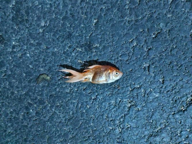 魚沉尾最忌三種東西是什么，魚沉尾最忌三種東西應對策略,魚沉尾最忌三種東西