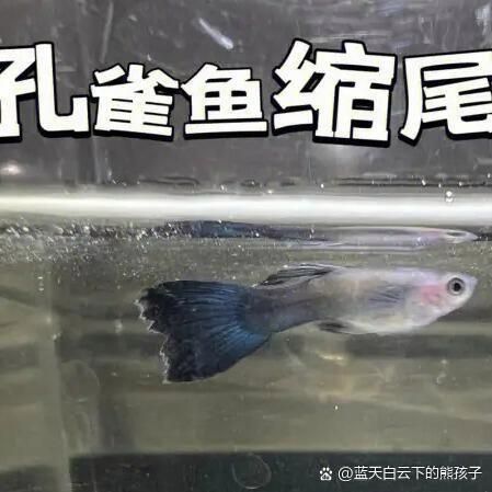 魚沉尾最忌三種東西是什么，魚沉尾最忌三種東西應對策略,魚沉尾最忌三種東西