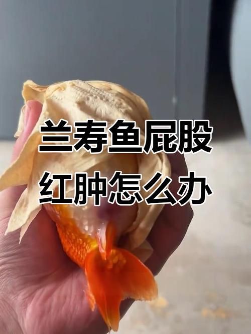 魚得了腸炎如何調理，——權威詳解1000字+配圖