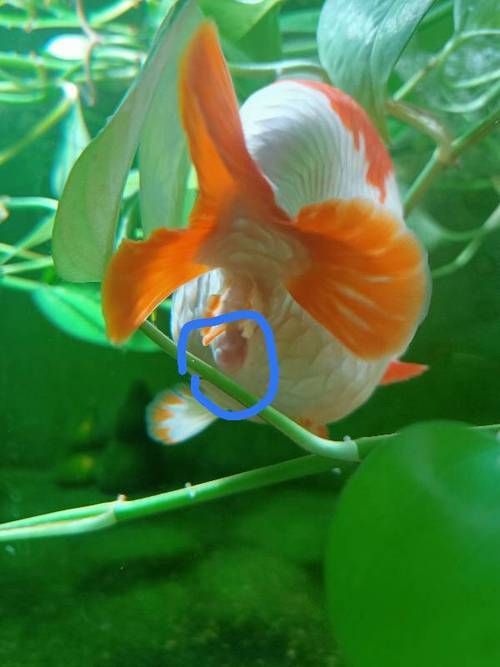 魚得了腸炎如何調理，——權威詳解1000字+配圖