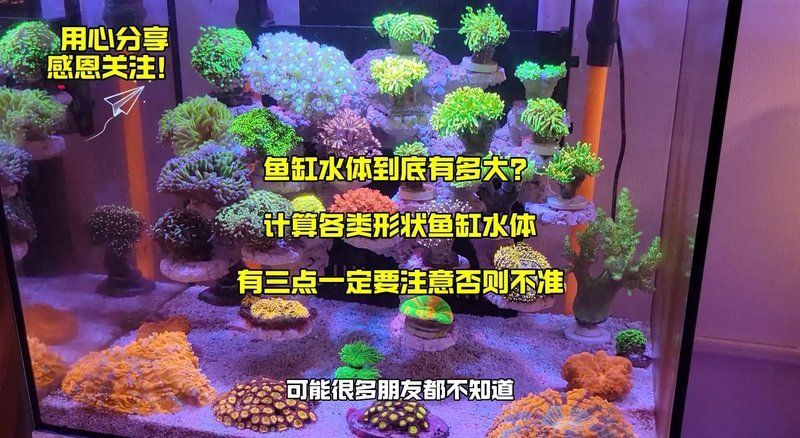 60厘米高的魚缸可以養幾條龍魚？，60厘米高的魚缸可以養幾條龍魚 60厘米高的魚缸可以養幾條龍魚？，60厘米高的魚缸可以養幾條龍魚 龍魚百科 第2張