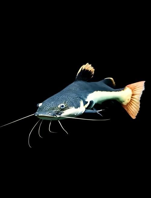 給我一些招財貓魚的圖片，招財貓魚圖片欣賞