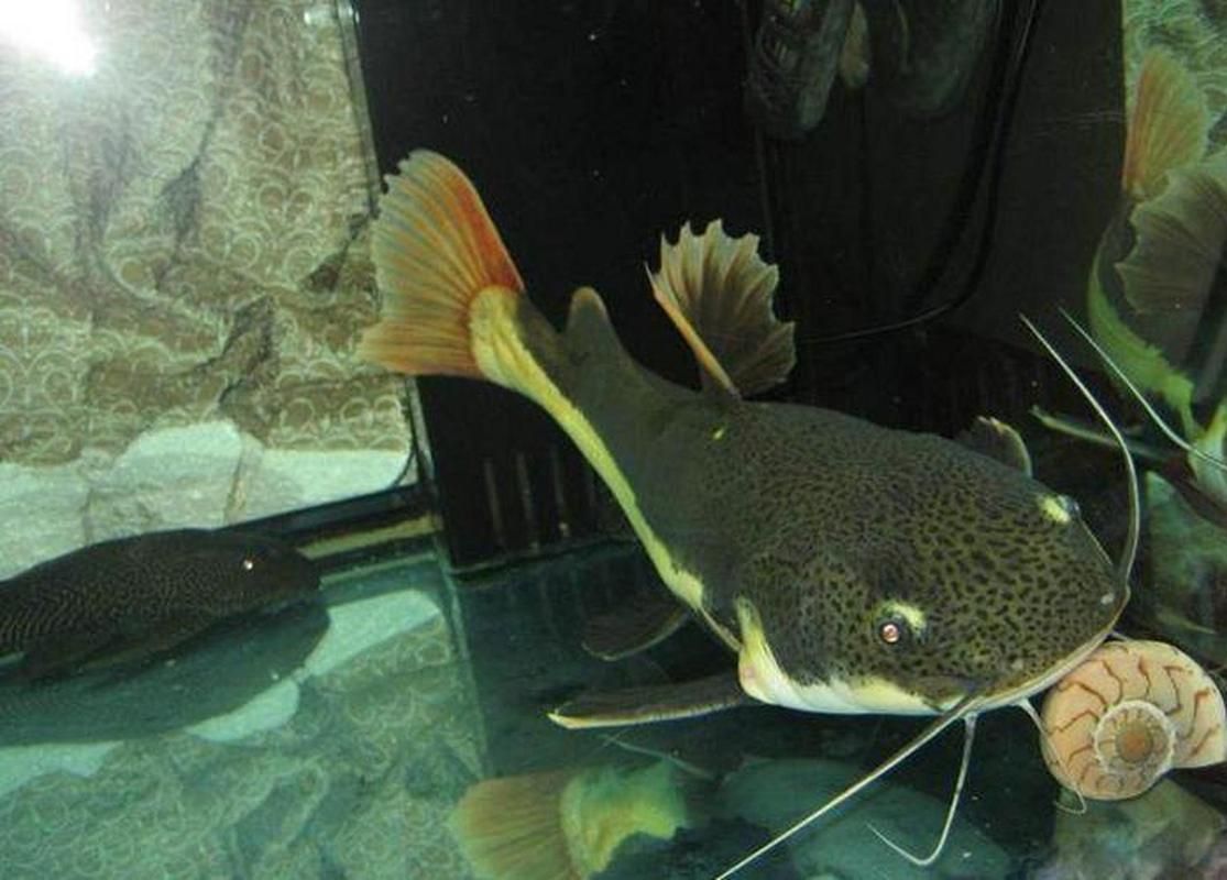 給我一些招財貓魚的圖片，招財貓魚圖片欣賞