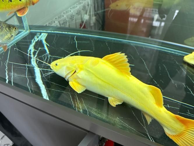 給我一些招財貓魚的圖片，招財貓魚圖片欣賞