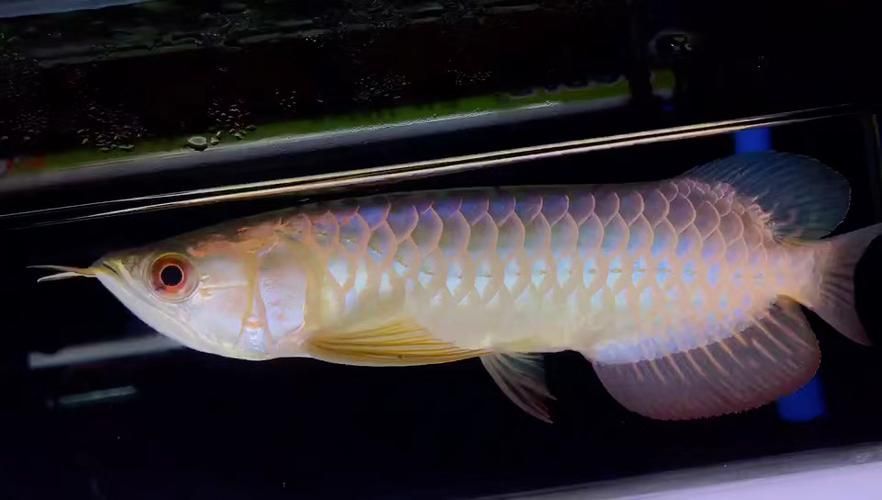 武吉美拉金龍魚的價格是多少？，武吉美拉過背金龍魚價格
