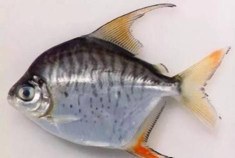 麥肯斯銀版魚有多大，麥肯斯銀版魚是什么魚 麥肯斯銀版魚有多大，麥肯斯銀版魚是什么魚 龍魚百科 第1張