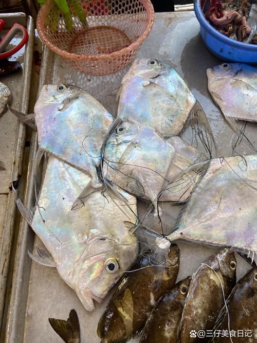 麥肯斯銀版魚有多大，麥肯斯銀版魚是什么魚 麥肯斯銀版魚有多大，麥肯斯銀版魚是什么魚 龍魚百科 第6張