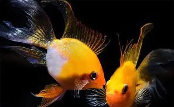 如何預防金龍魚腹水病的復發，如何預防金龍魚腹水病復發
