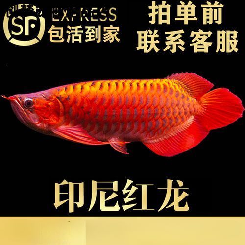 紅龍和金龍哪個更珍貴，紅龍和金龍的特征和價格區別，紅龍和辣椒紅龍對比清單