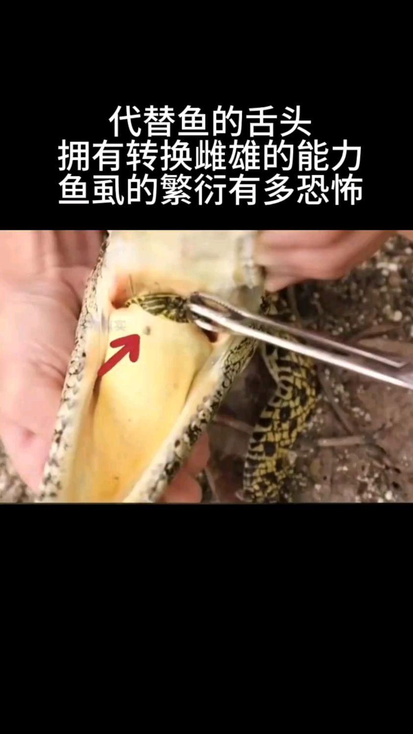 鲺和魚虱的繁殖方式是什么，淺析魚虱的繁殖方式