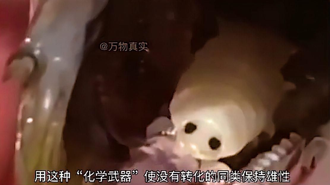 鲺和魚虱的繁殖方式是什么，淺析魚虱的繁殖方式 鲺和魚虱的繁殖方式是什么，淺析魚虱的繁殖方式 龍魚百科 第2張