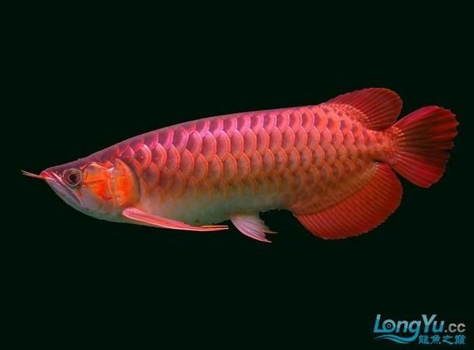 給我一些辣椒紅龍的圖片，辣椒紅龍飼養指南（capsicumannuum）