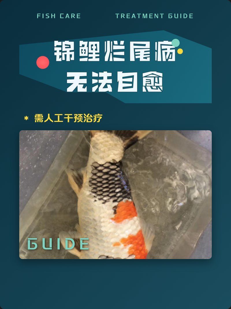 錦鯉爛尾會自愈嗎，錦鯉爛尾巴自愈與治療全攻略
