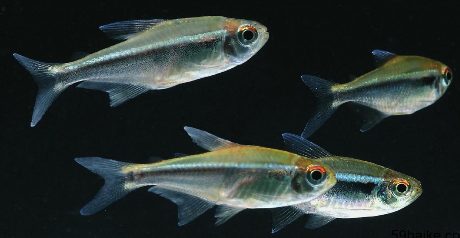 委內瑞拉紅勾丁魚一次能產多少卵？，《委內瑞拉紅勾丁魚》