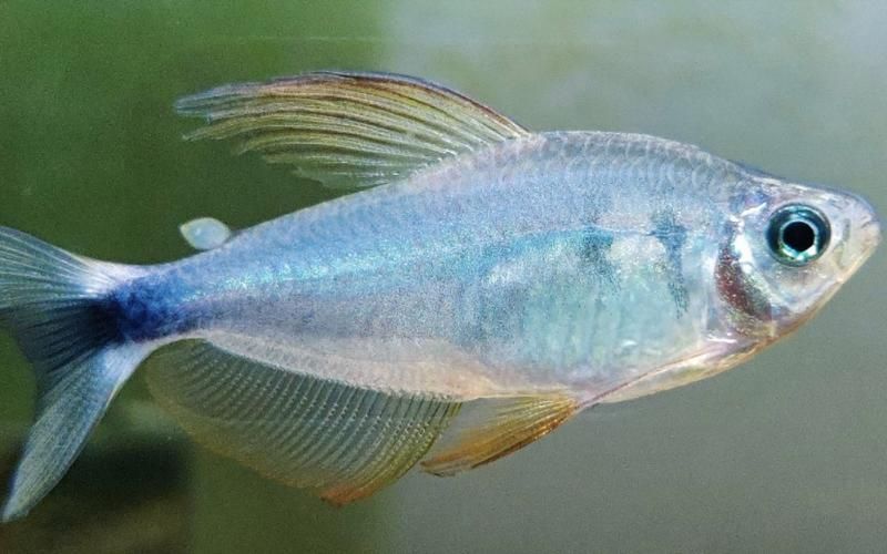 委內(nèi)瑞拉紅勾丁魚(yú)一次能產(chǎn)多少卵？，《委內(nèi)瑞拉紅勾丁魚(yú)》 委內(nèi)瑞拉紅勾丁魚(yú)一次能產(chǎn)多少卵？，《委內(nèi)瑞拉紅勾丁魚(yú)》 龍魚(yú)百科 第2張