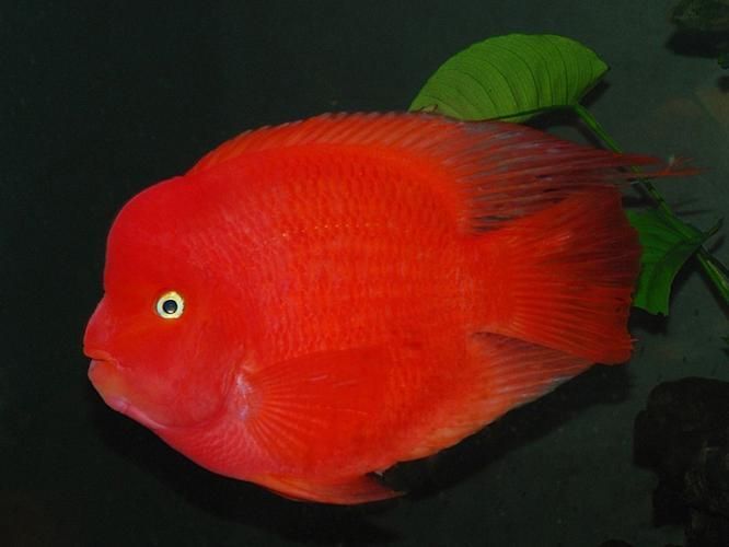 紅面財神魚，紅面財神魚是什么？