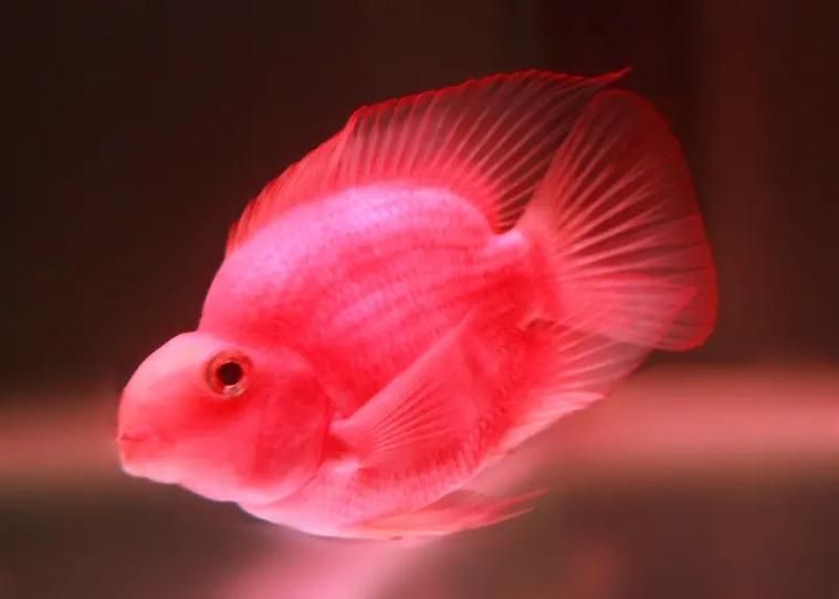 紅面財神魚，紅面財神魚是什么？