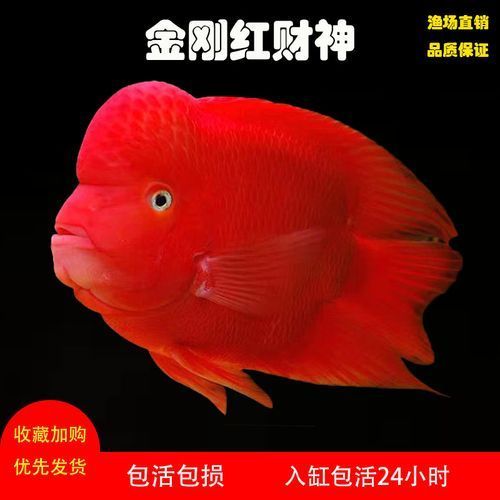紅面財神魚，紅面財神魚是什么？