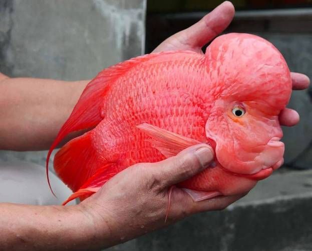 紅面財神魚，紅面財神魚是什么？