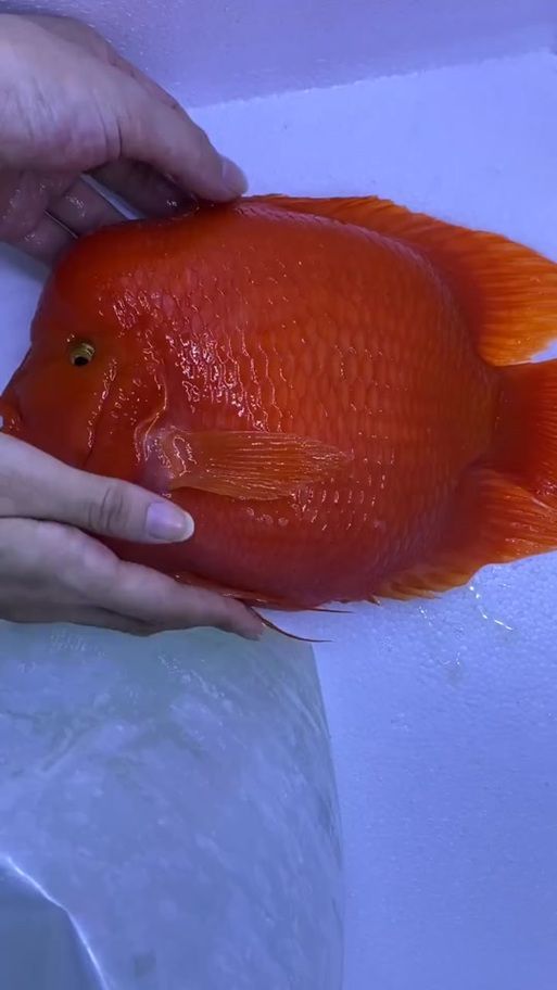 紅面財神魚，紅面財神魚是什么？